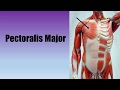 Muscle actions pectoralis major