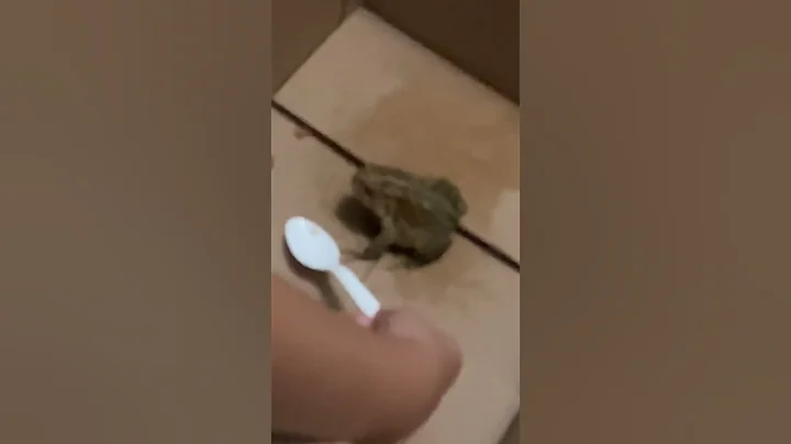 Toads Breakfast At Night