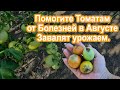 Помогаем "Томатам" В августе от Болезней Завалят урожаем. Боремся с серой гнилью, фитофторой, росой.