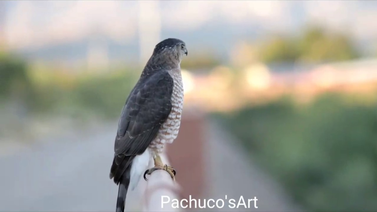 Cooper's Hawk in Tucson, AZ YouTube
