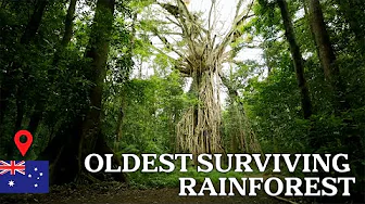 Exploring Australia's 180 Million Year Old Jungle: Daintree Rainforest