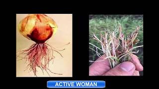 الامراض التى تصيب النبات بالشتاء /أسبابها وطرق الوقايه والعلاج لقناة /Active woman