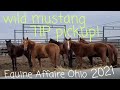 Wild Mustang Adoption! Selection and Pickup for Equine Affaire Ohio TIP Challenge 2021