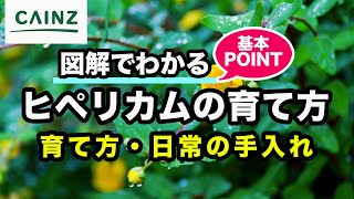 ヒペリカムの育て方 別名 コボウズオトギリ 小坊主弟切 カインズ花図鑑 Youtube