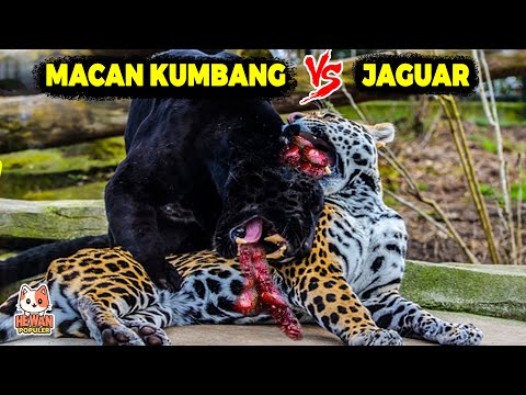 Video: Apakah jaguar dan macan kumbang sama?