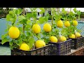 Maximize your harvest Tips for growing melons in plastic baskets