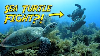 Sea Turtles of Roatan Fighting over the best....sponges?