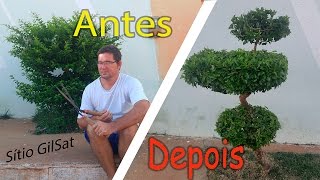 Download lagu ARTE EM PINGO DE OURO PLANTA ORNAMENTAL SítioGilSat ARTE EM PINGO DE OURO PLANTA ORNAMENTAL SítioGilSat