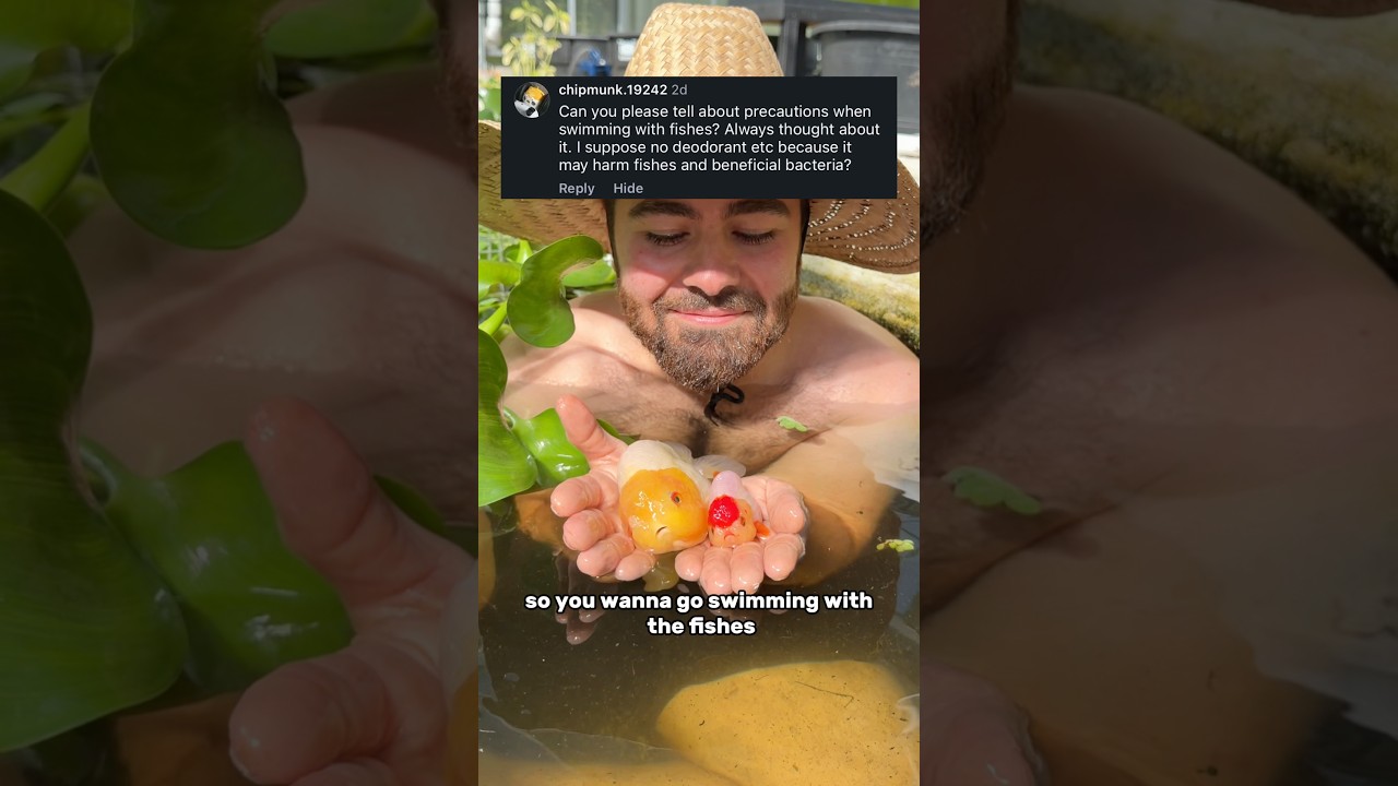 How to go SWIMMING with your GOLDFISH