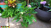 How To Grow Philodendron - Growing Guide