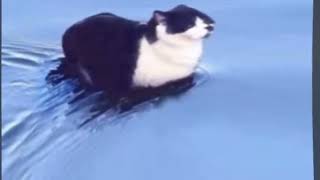 wavecat.mp4