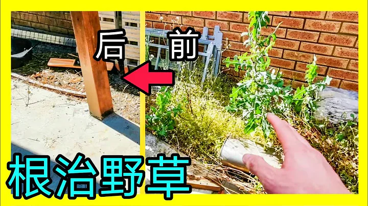 彻底消灭杂草！长久抑制野草复发！浇机油？撒盐水？都不好使得时候，不妨试试我这样。简单清除大量茂盛杂草并长期抑制野草再生长。KENDI DIY - 天天要闻