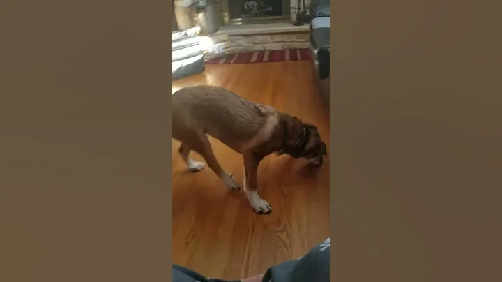 Puppy playing with antler