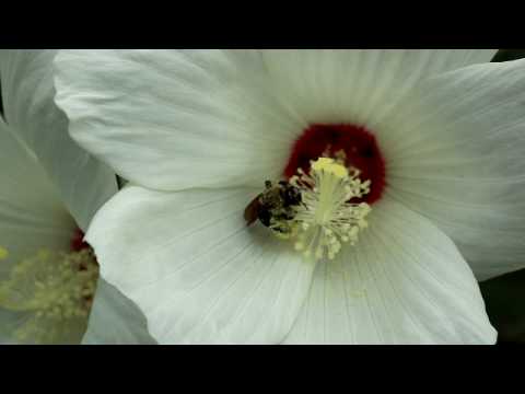 Ptilothrix gathers pollen from rose-mallow blossom...