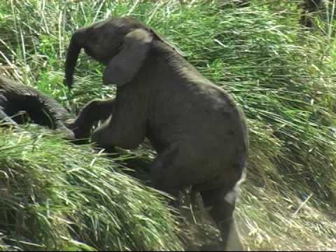 Mad little elephant in Krugerpark