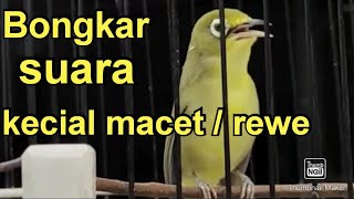Bongkar Suara Kecial macet pake masteran ini , pasti ampuh