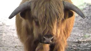 100% Hooglander Loopt Over Bospad