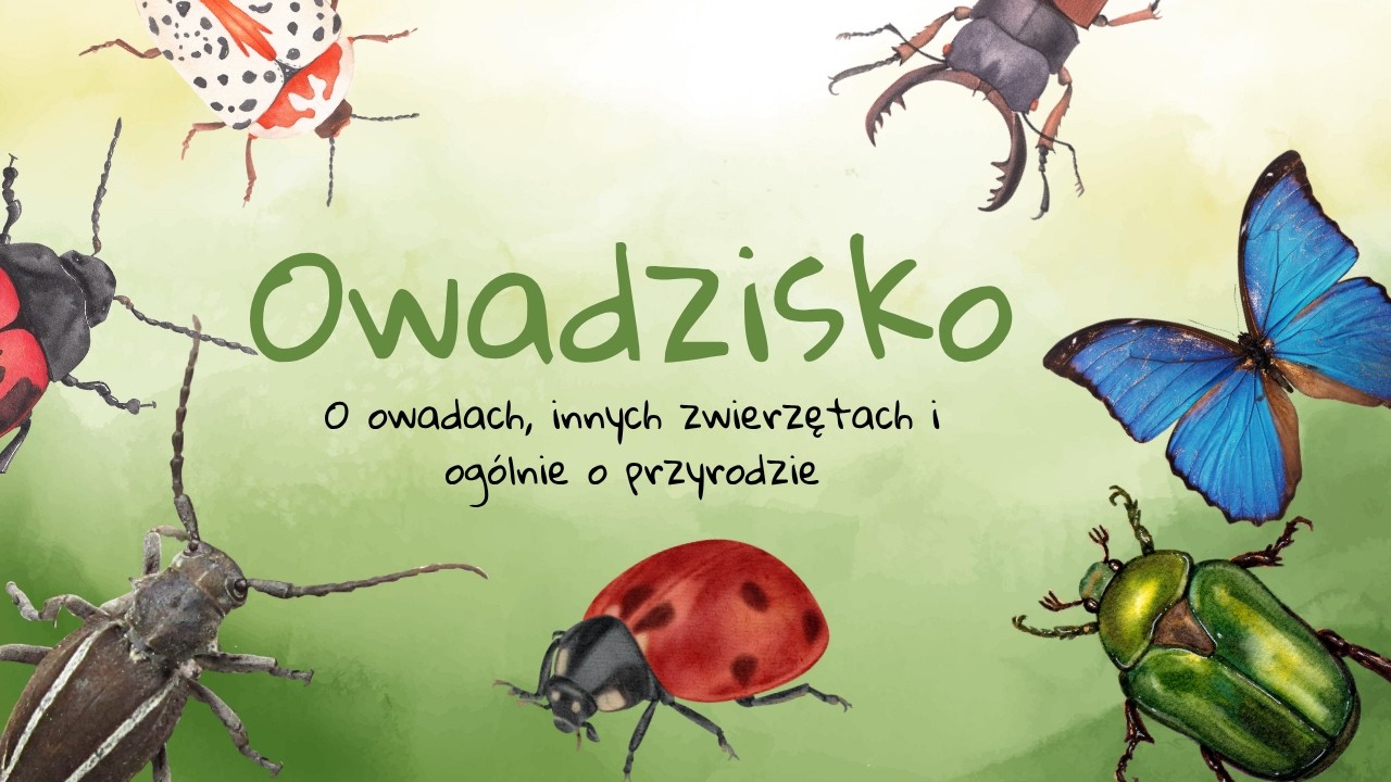 Odtwarzacz wideo YouTube