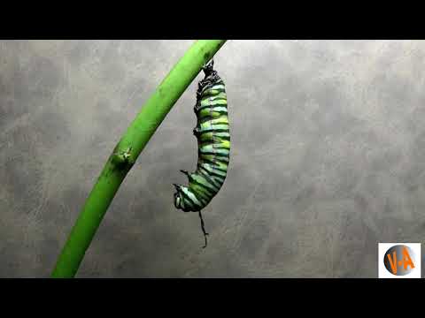 Vídeo: As lagartas se transformam em borboletas?