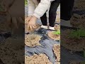 Amazing Planting Work 🌱🚜 Satisfying Agricultural Field Process