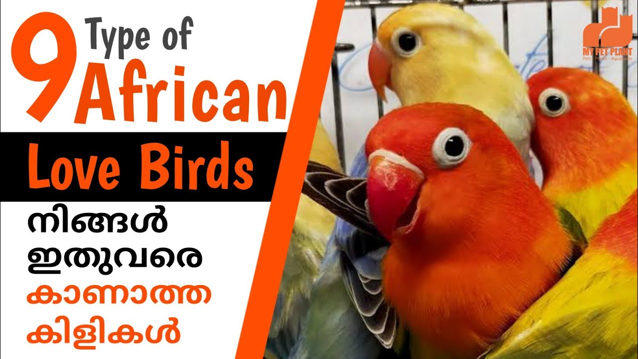 Top 9 African Love Birds Species | Type of Love Birds in Malayalam ...