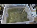Выращивание аулофоруса в воде (не на губке)