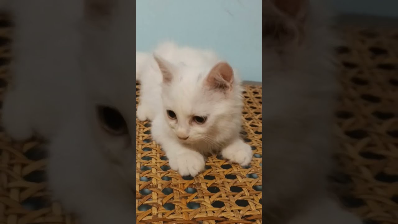 Cute Kitten Day 97 Shorts Trending Viral Cat Pets