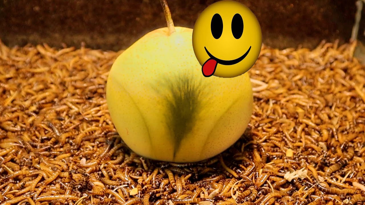 10,000 Mealworms VS  Pear. How Long Would it Take To Crush Pear?