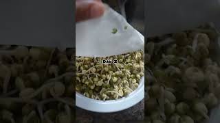 GROW BEANSPROUT IN JUST 3 DAYS USING KITCHEN TOWEL