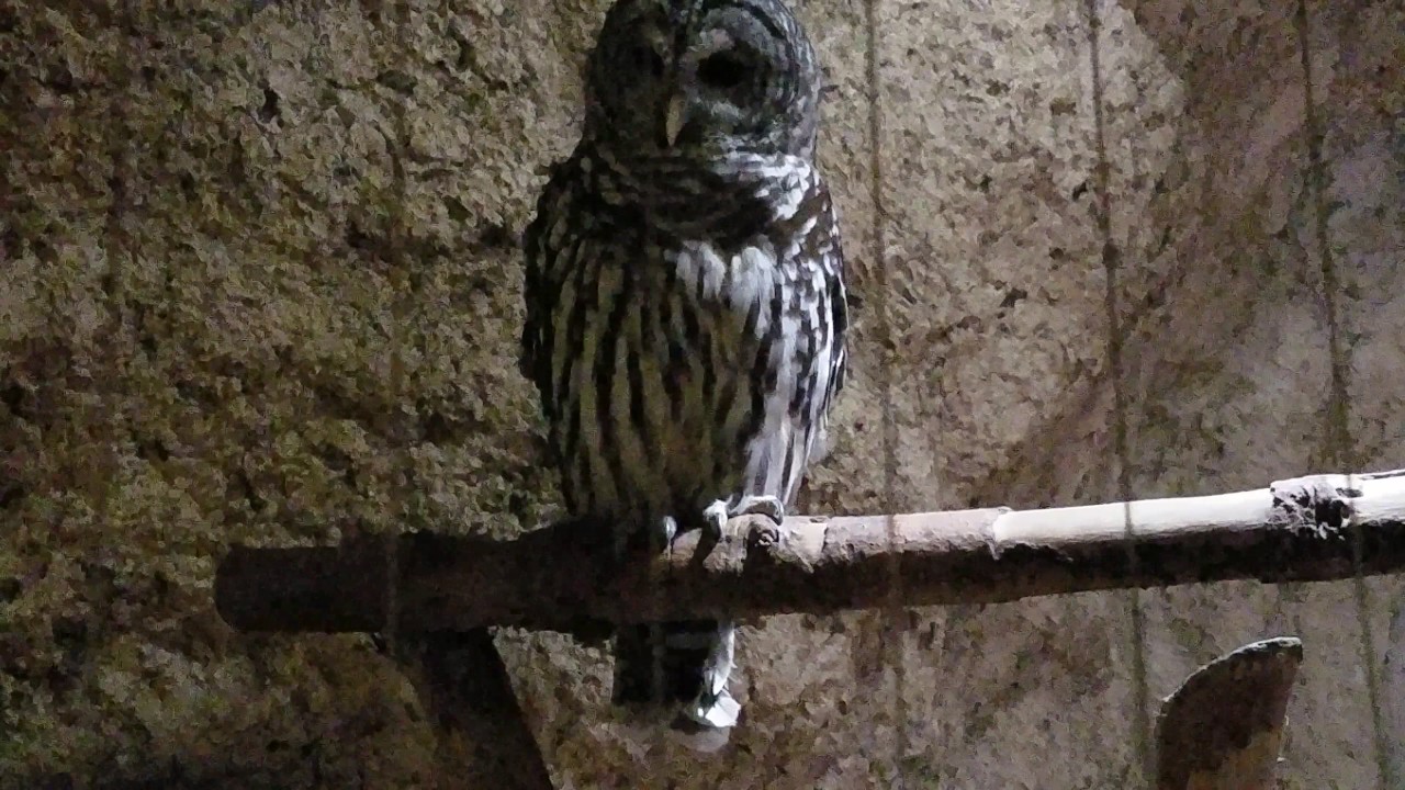 DALLAS WORLD AQUARIUM OWL YouTube