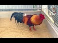 Best Diet Plan for Champion Roosters