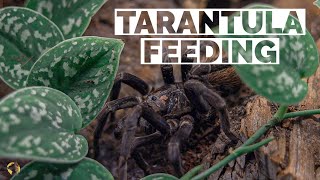 Bioactive Tarantula Feeding Tour!