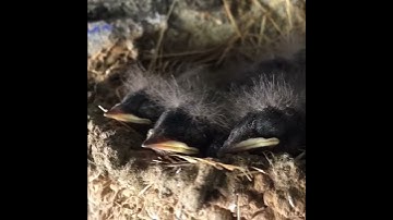 Swallow chicks