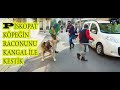 PİSKOPAT KÖPEĞİN YANINA DEV KANGAL İLE GİTTİK!