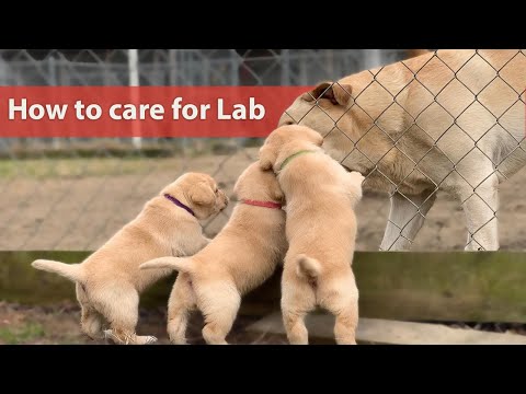 Ultimate Guide To Caring For My Labrador: Dog Care