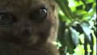 Download Lagu video.3gp MP3