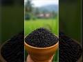 the most expensive rics in the world.... #viralshorts #facts #expensiverise #rice #unique #mrmajloo