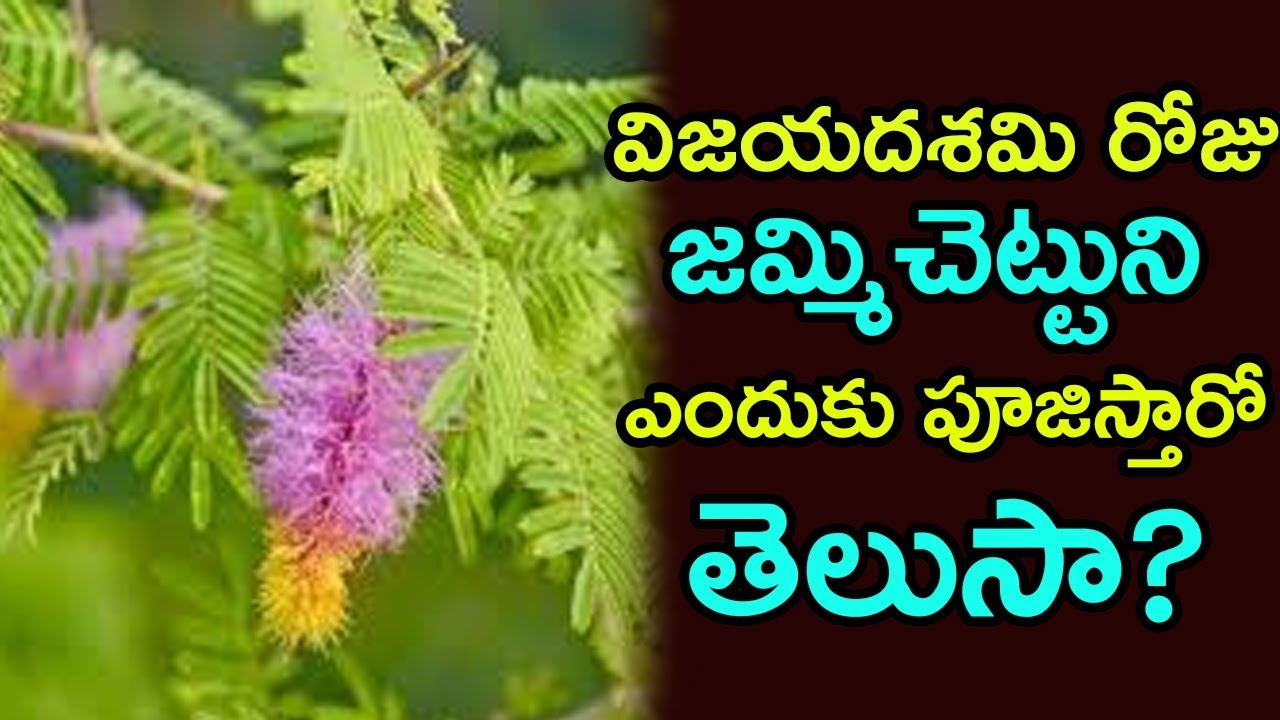 Significance Of Worshipping Shami Tree During Dussehra ...