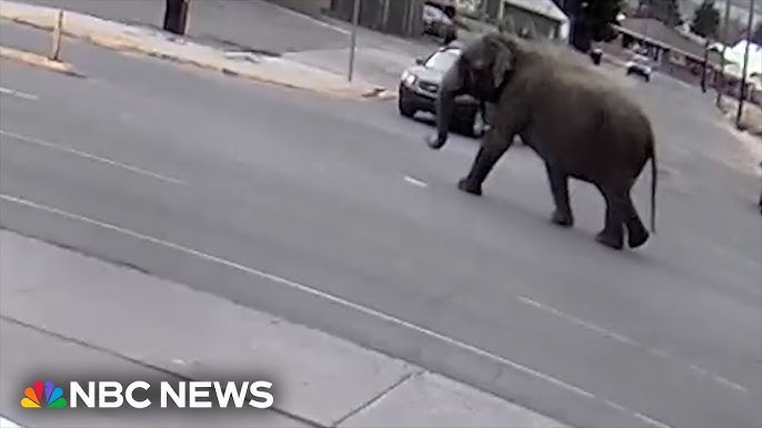 Elephant Escapes Circus Wanders Streets Of Montana