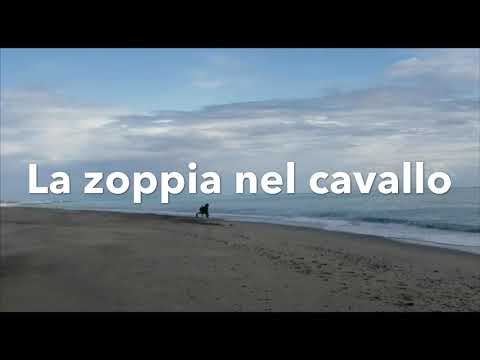 La zoppia nel cavallo e come riconoscerla