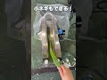 🌪️ネギ皮むきの新常識!🌪️