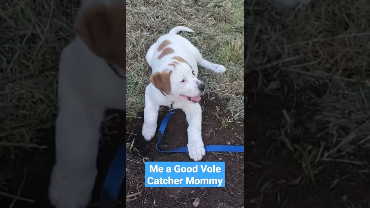 Dotty The Rodent Hunter             