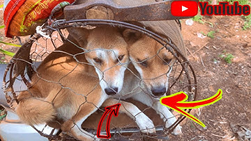 Chó săn rắn, chồn, sóc, Đa năng