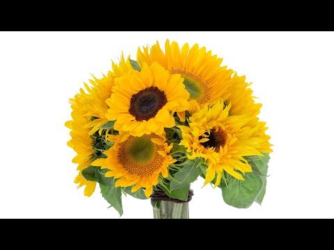 Video: In zonnebloem zijn lintbloemen?