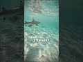 Shark Sneeze