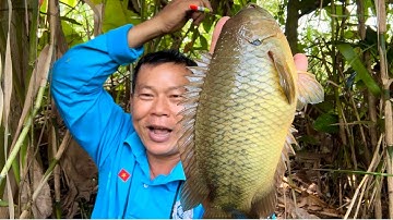 Câu cá rô đồng, TRUY TÌM CÁ RÔ K.H.Ủ.N.G .. trong đám sậy già / Big fish fishing