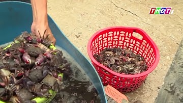 Nghề muối ba khía là di sản cấp quốc gia - Ba khía muối Rạch Gốc - Cơ sở Châu Sang - Nguồn THDT