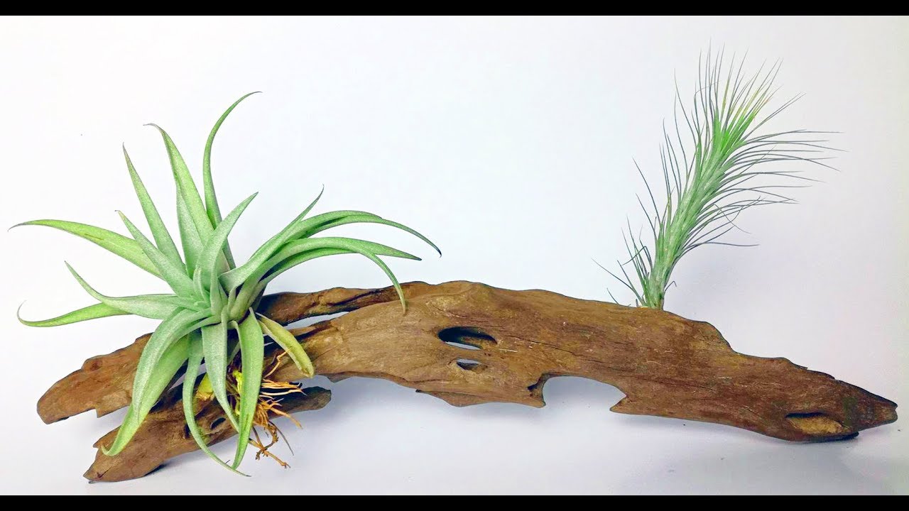 Creative Ideas To Display Air Plants Decoration in Your Home