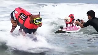 Surfing Dogs Hang 10 in California