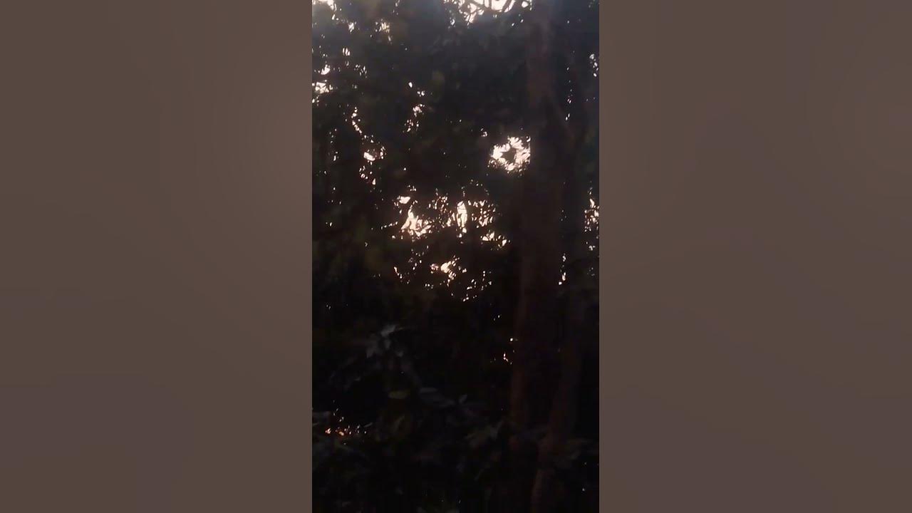 bhojpuri holi dance